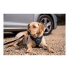 Hundegeschirr Company of Animals CarSafe Schwarz S